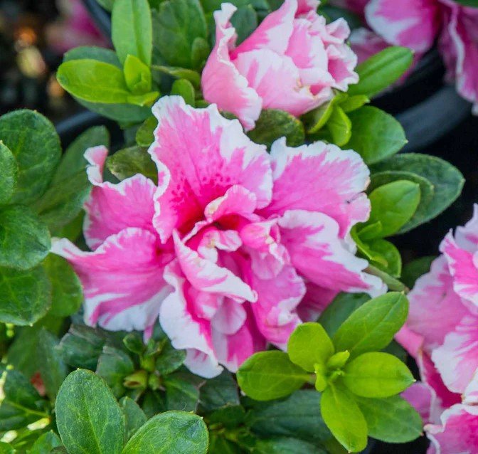 Azalea indica Inga - Ladybird Nursery