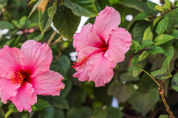 Hibiscus Fantasy Hot Pink (Hibiscus rosa - sinensis) - Ladybird Nursery