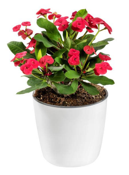 Vulcanus Red Crown of Thorns (Euphorbia milii) - Ladybird Nursery
