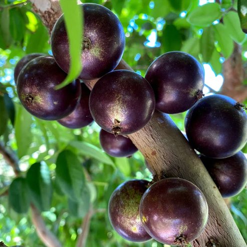 Jaboticaba Grimal (Large Leaf)
