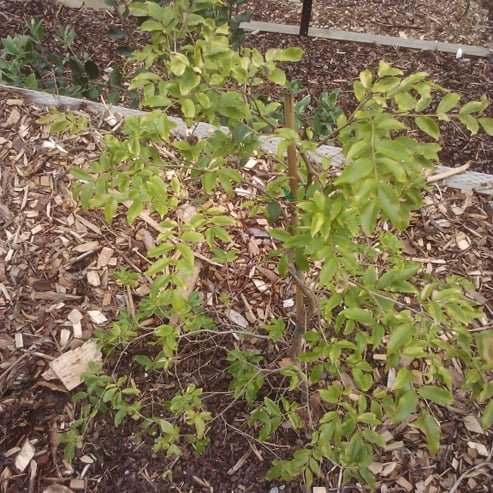 Jaboticaba Small Leaf Advanced - Ladybird Nursery