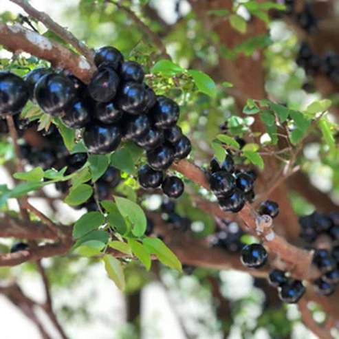 Jaboticaba Small Leaf Advanced - Ladybird Nursery