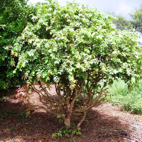 Jaboticaba White (Myrciaria aureana) - Ladybird Nursery