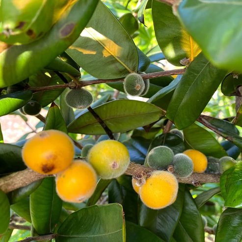 Jaboticaba Yellow - Ladybird Nursery