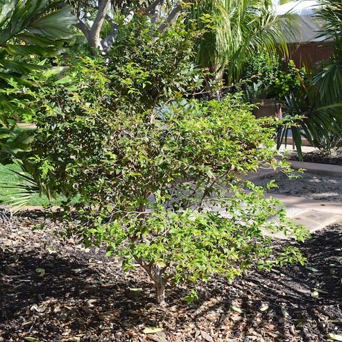 Jaboticaba - Medium - Ladybird Nursery