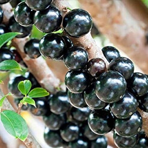 Jaboticaba - Ladybird Nursery