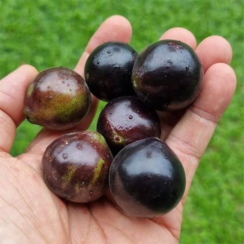 Jaboticaba - Medium - Ladybird Nursery