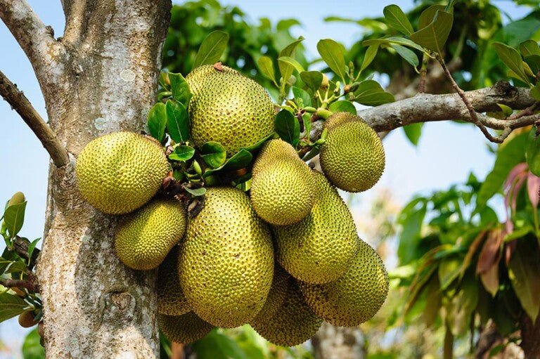 Advanced Jackfruit Tree PICKUP ONLY - Ladybird Nursery