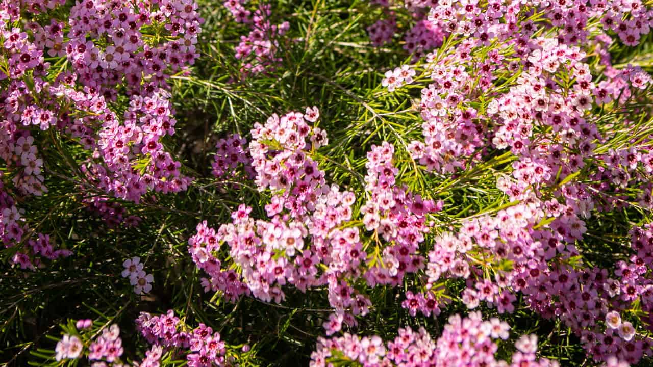 Tucker bush 'Jambinu Zest' (Chamelaucium hybrida)