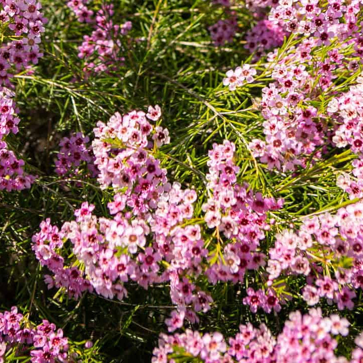 Tucker bush 'Jambinu Zest' (Chamelaucium hybrida) - Ladybird Nursery