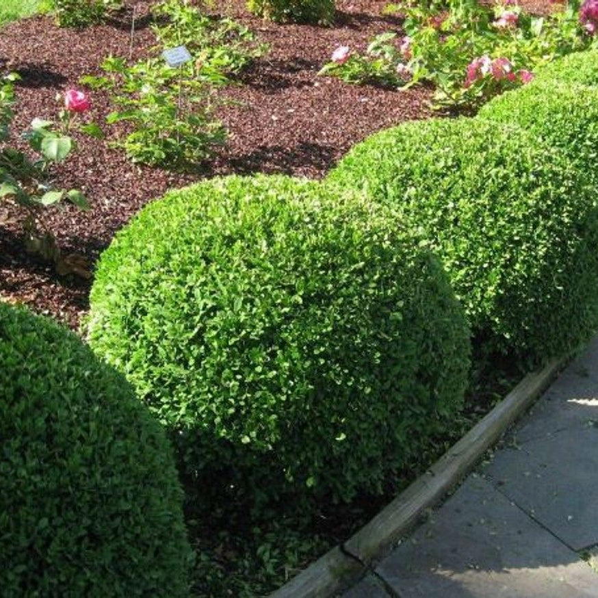 Japanese Box Compacta (Buxus microphylla) - Ladybird Nursery