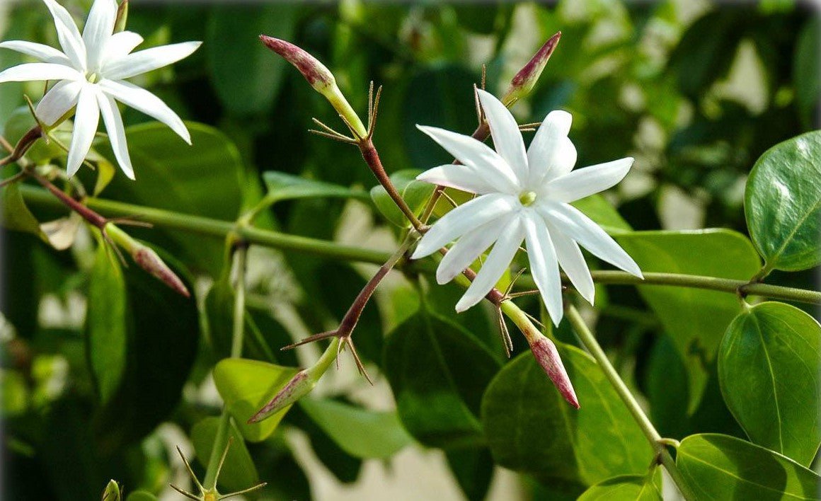 Angel Wing Jasmine (Jasminum nitidum) - Ladybird Nursery