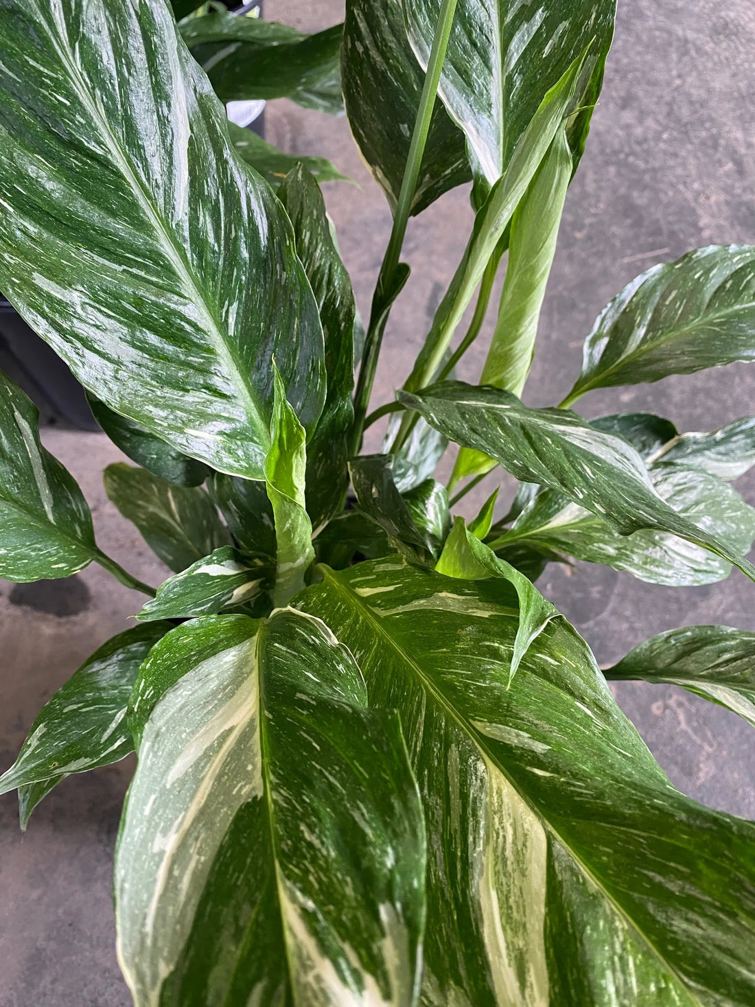 Peace Lily Jet Diamond (Spathiphyllum) - Ladybird Nursery