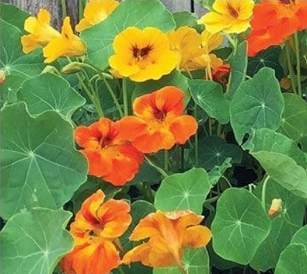 Nasturtium 'Jewel Mix'