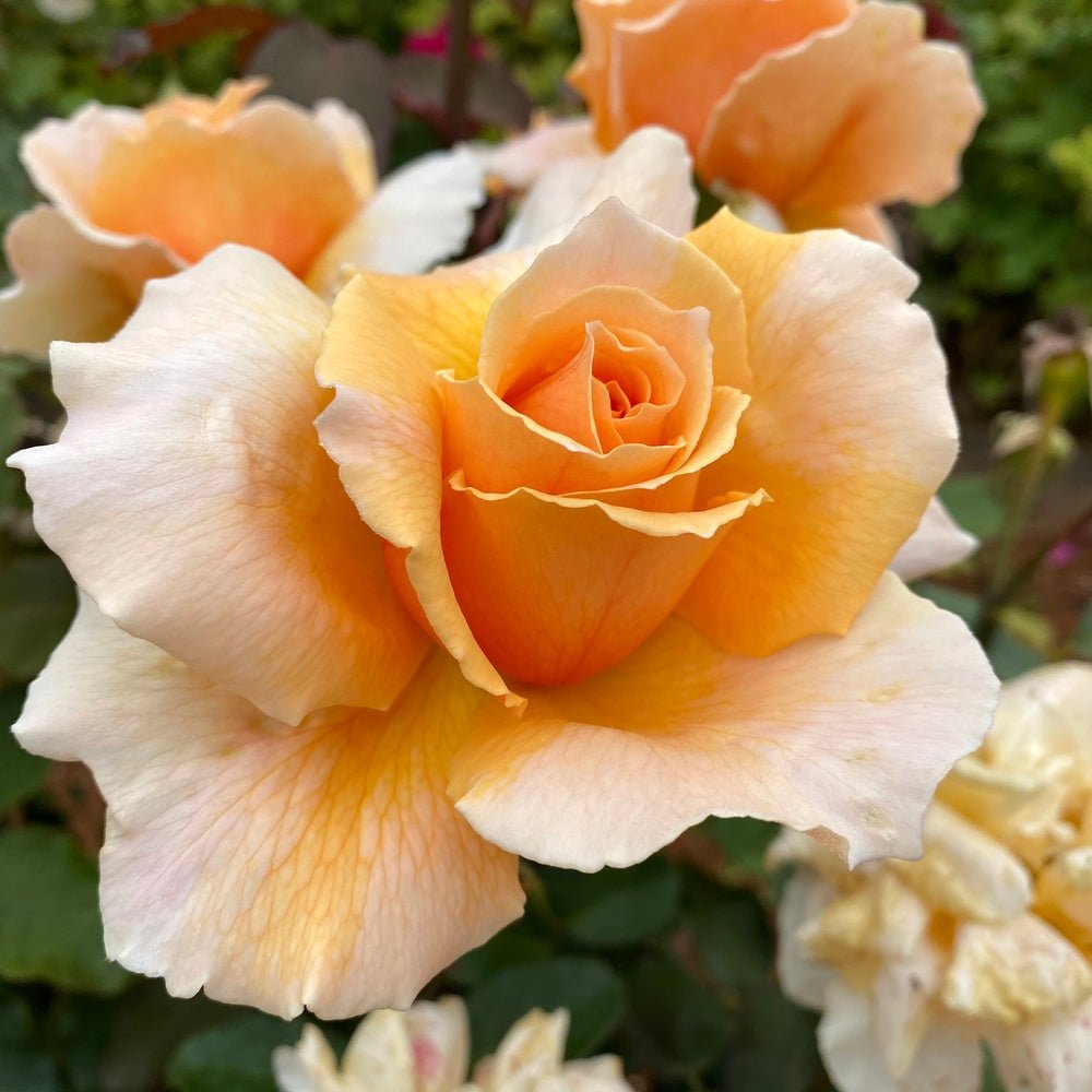 Rose Just Joey 3 ft Standards - Ladybird Nursery