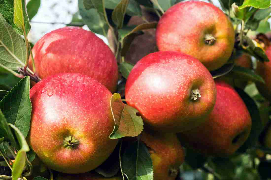 Dwarf Apple 'Jonathan' - Ladybird Nursery