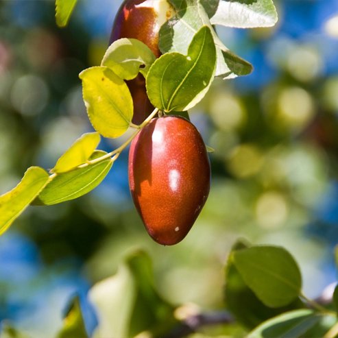 Jujube GA866 Large - Ladybird Nursery