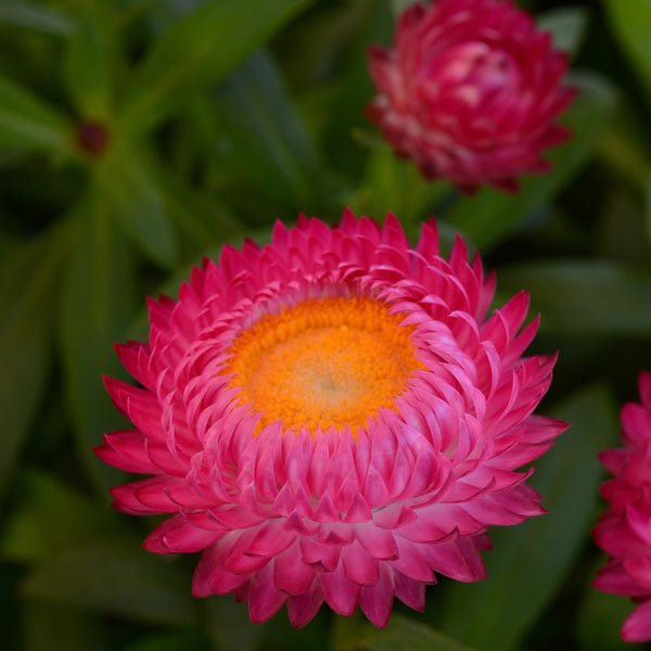 Paper Daisy Dreamtime Jumbo Rose (Bracteantha) - Ladybird Nursery