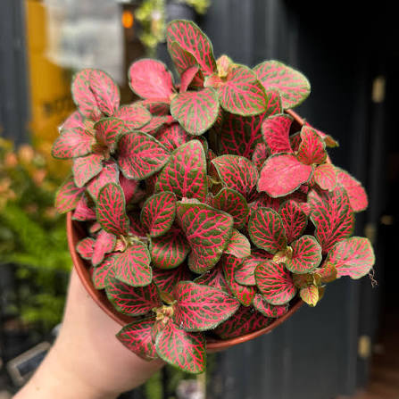Fittonia ‘Jungle Flame’