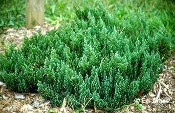 Creeping Juniper Blue Forest (Juniperus horizontalis) - Ladybird Nursery