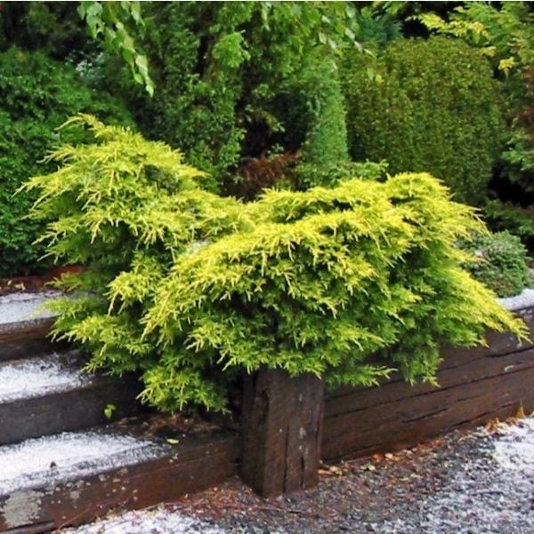 Chinese Juniper media Dandelight (Juniperus x) - Ladybird Nursery