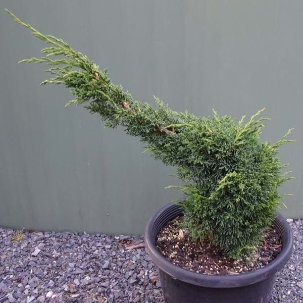 Chinese Juniper Shimpaku Bonsai Starter (Juniperus chinensis) - Ladybird Nursery