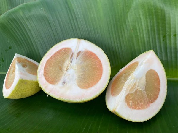 Pummelo 'K15' (QLD Only) - Ladybird Nursery