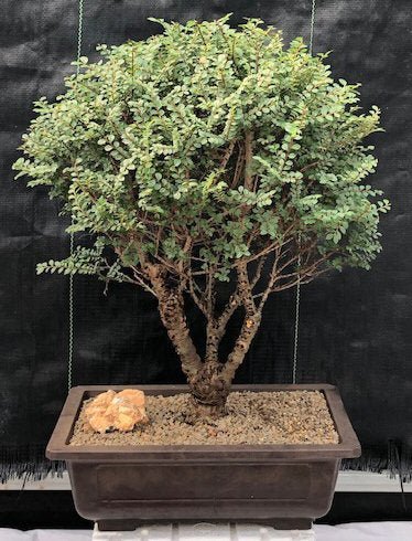 Elm Bonsai Starter Seiju (Ulmus parvifolia) - Ladybird Nursery