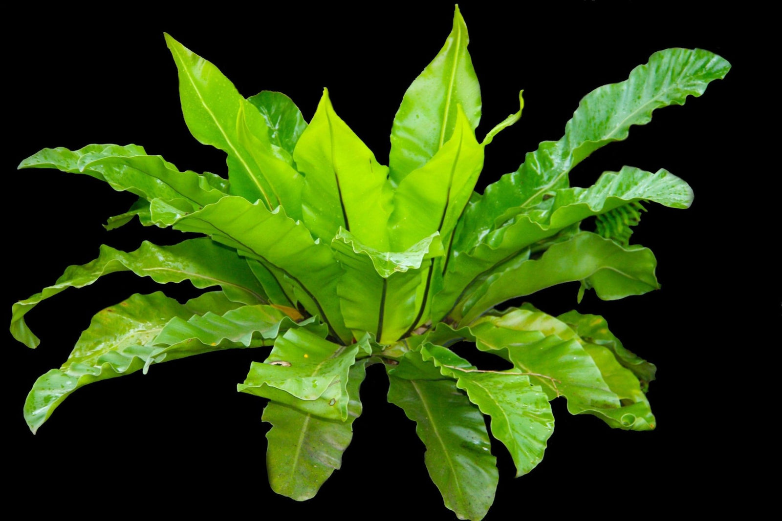Bird's Nest Fern (Asplenium australasicum) - Ladybird Nursery
