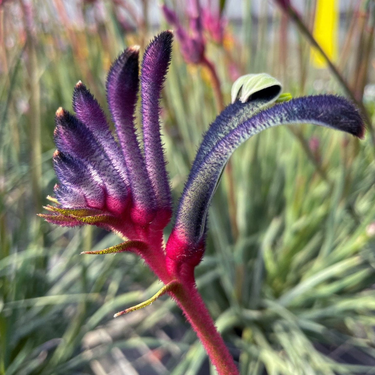 Kangaroo Paw 'Celebrations Jazz' (Anigozanthos) - Ladybird Nursery