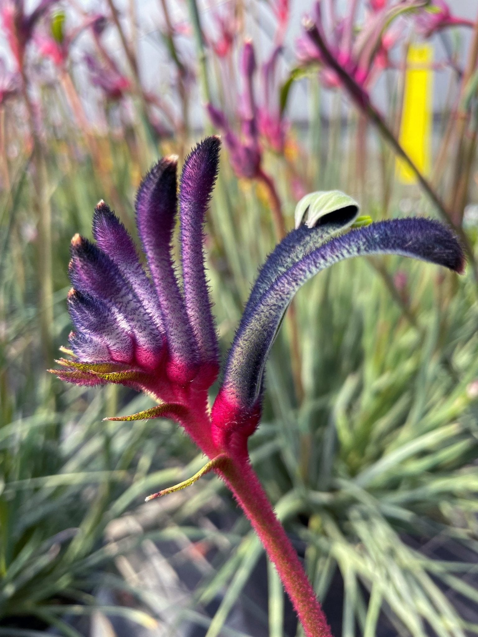 Kangaroo Paw 'Celebrations Jazz' (Anigozanthos) - Ladybird Nursery