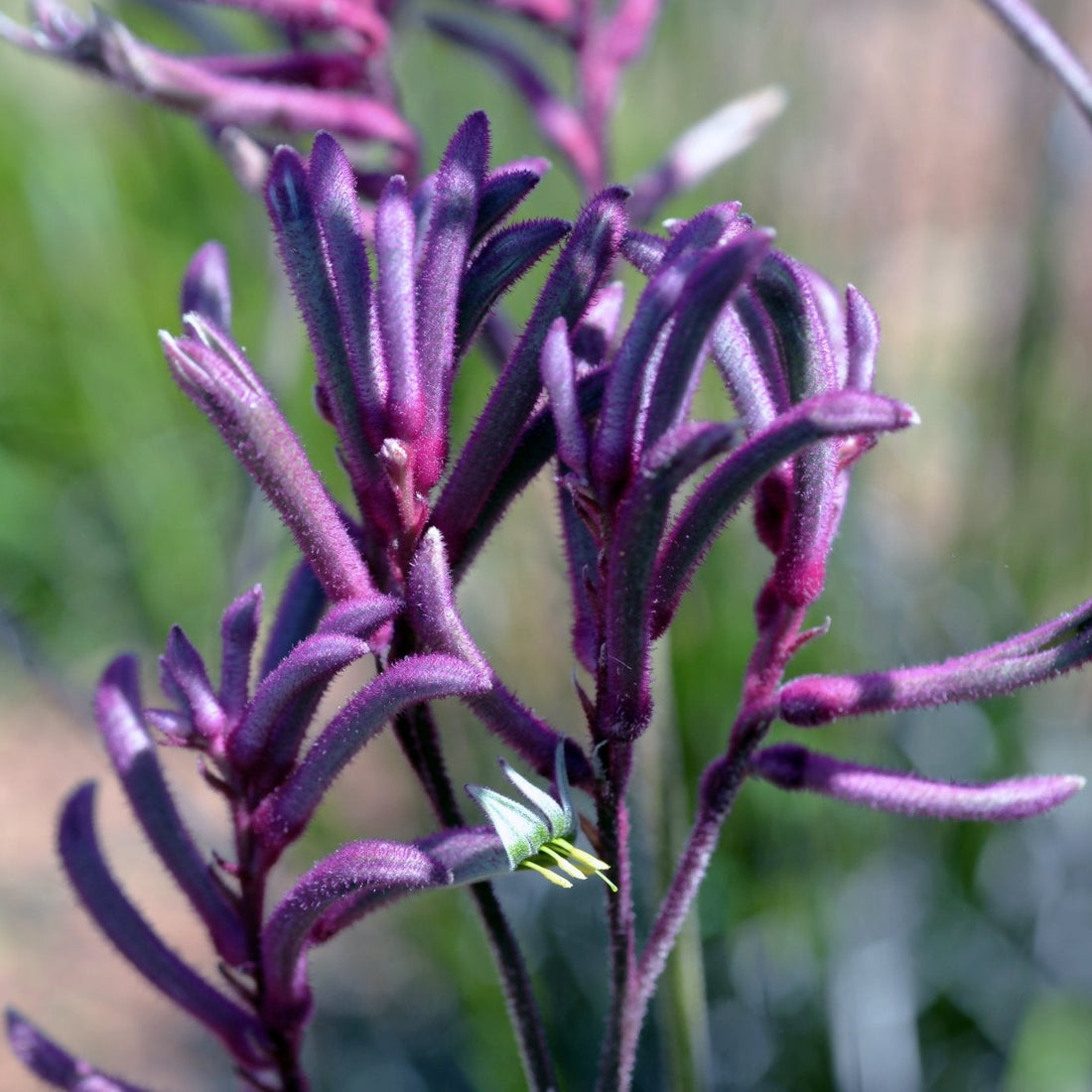Kangaroo Paw 'Bush Merlot' (Anigozanthos) - Ladybird Nursery