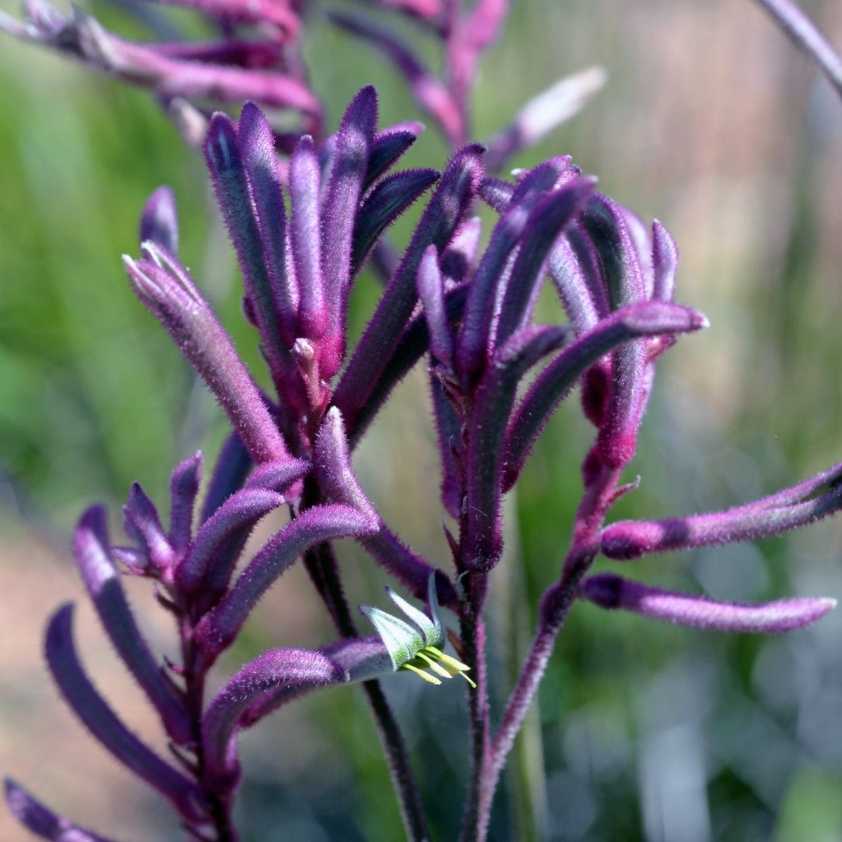 Kangaroo Paw 'Bush Merlot' (Anigozanthos) - Ladybird Nursery