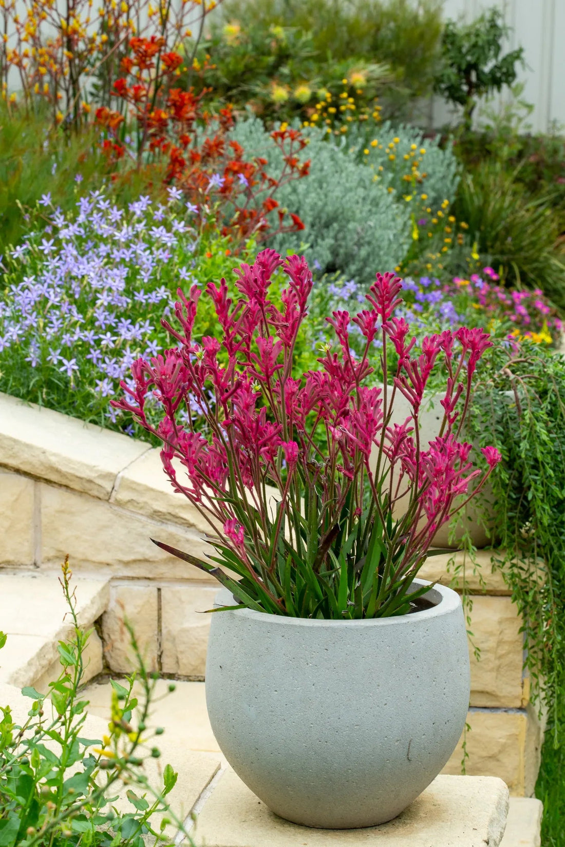 Kangaroo Paw 'Pink Beauty' (Anigozanthos) - Ladybird Nursery