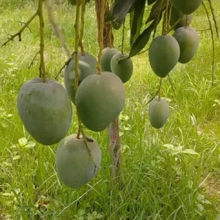 Mango 'Kasturi' - Green - Ladybird Nursery