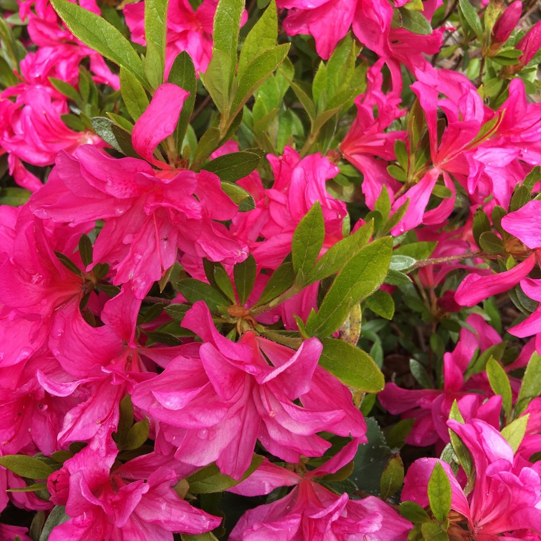 Azalea Rose King - Ladybird Nursery