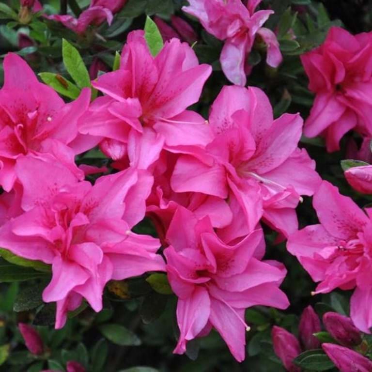 Azalea Rose King - Ladybird Nursery