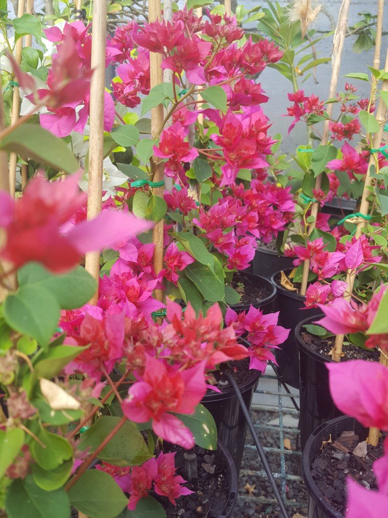 Bougainvillea Klong Fire (Bougainvillea glabra) - Ladybird Nursery