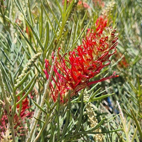 Grevillea 'Karijini Moon' - Ladybird Nursery