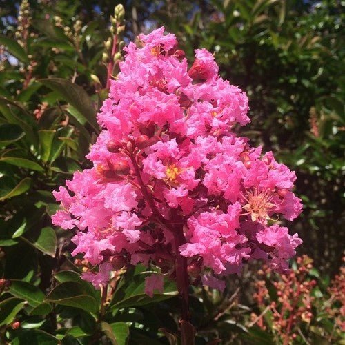 Crepe Myrtle Soir d ete (Lagerstroemia) - Ladybird Nursery