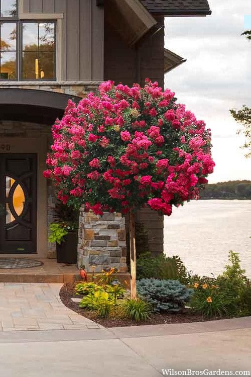 Crepe Myrtle Tonto (Lagerstroemia) - Ladybird Nursery