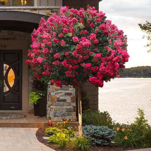 Crepe Myrtle Tonto (Lagerstroemia) - Ladybird Nursery