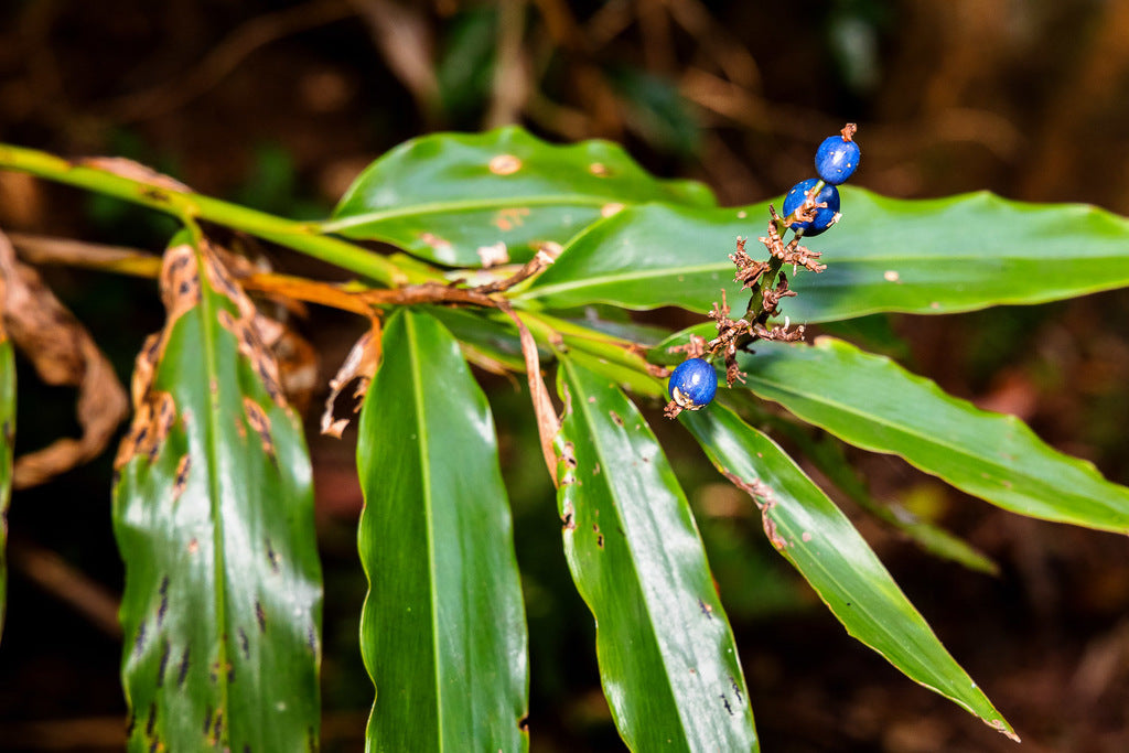 Dwarf Ginger (Alpinia arundelliana)