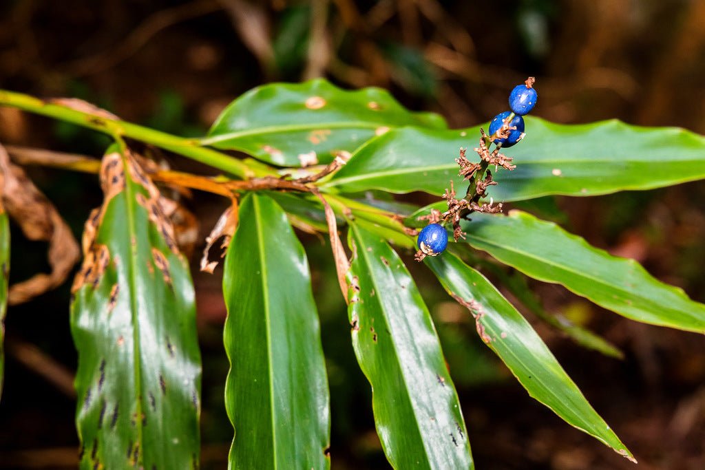 Dwarf Ginger (Alpinia arundelliana) - Ladybird Nursery
