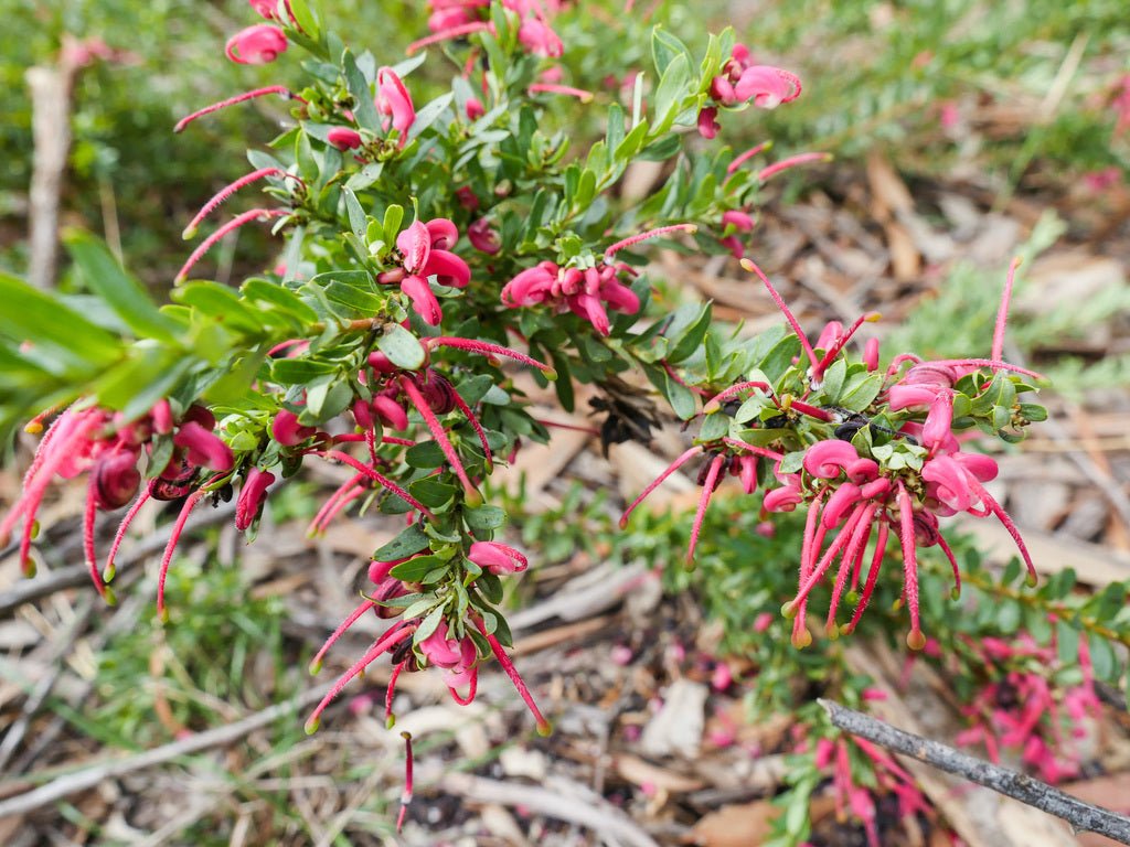 Grevillea dwarf baueri - Ladybird Nursery