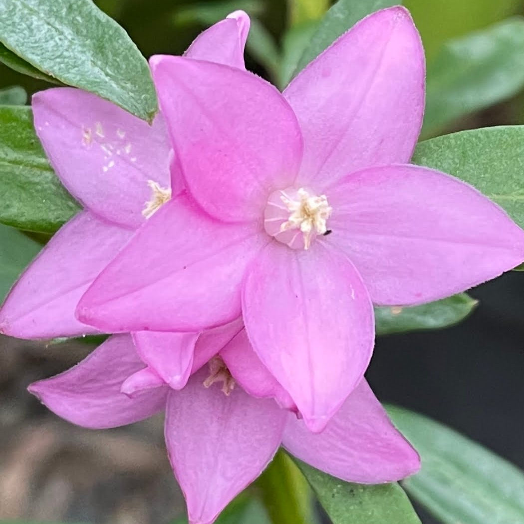Crowea ‘Large Flower’ (Crowea saligna) - Ladybird Nursery