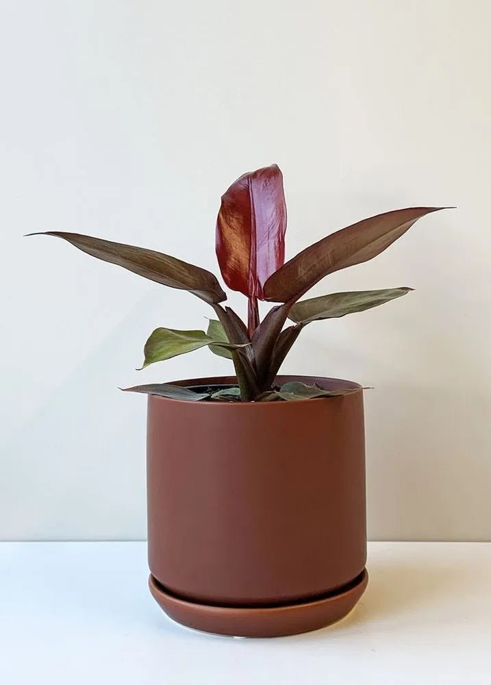 Philodendron Sun Red (Philodendron erubescens) - Ladybird Nursery