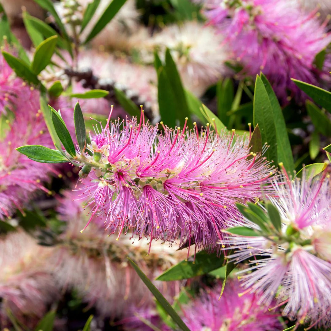 Bottlebrush Lavender Showers (Callistemon) - Ladybird Nursery