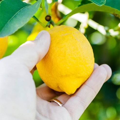 Lemon Eureka (QLD Only) - Ladybird Nursery
