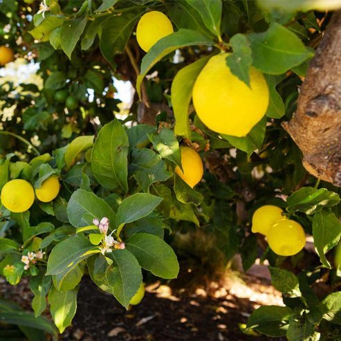 Lemon Meyer 500mm Pot (PICKUP ONLY) - Ladybird Nursery